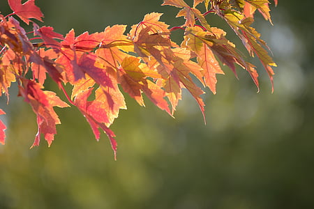 close-up photo of dried maple leaf thumbnail