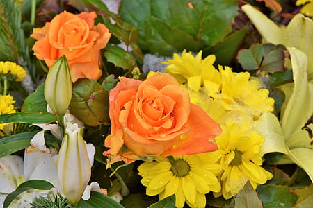 orange rose flowers thumbnail