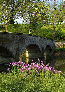pink flowers next to river thumbnail