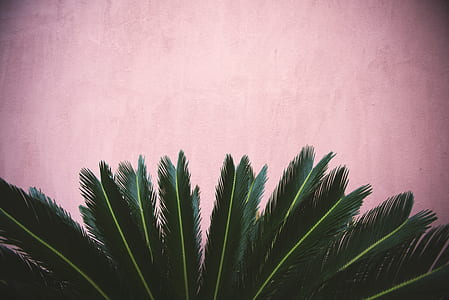 sago palm plant with pink wall background thumbnail