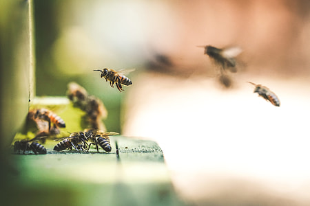 group of bees thumbnail