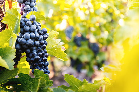 Vineyards at sunset in autumn harvest. Ripe grapes in fall. thumbnail