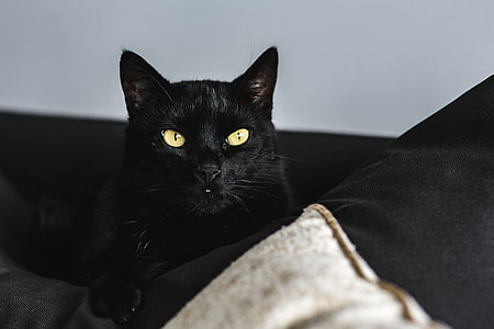 Cat Portrait thumbnail