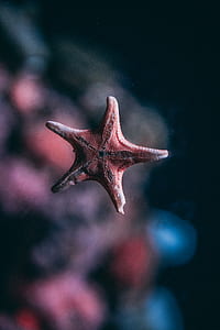 focus photography of brown starfish thumbnail