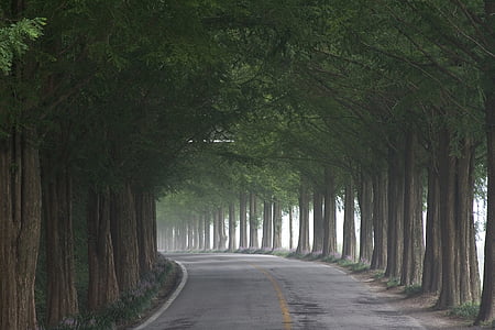 green leaf tree thumbnail