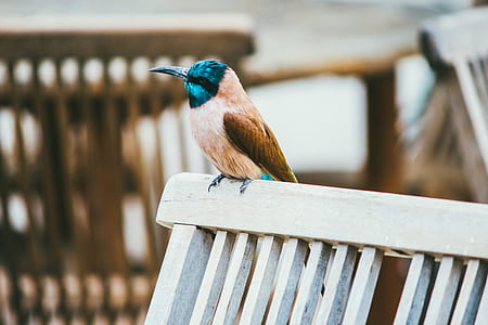 brown bird pearched on white wooden chair thumbnail