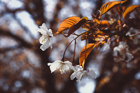 Soft white cherry blossom thumbnail
