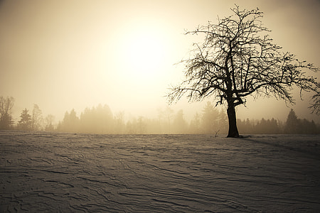 silhouette of tree during golden hour thumbnail