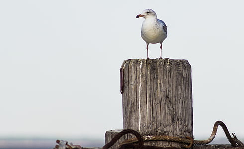 white bird perched on gray log thumbnail