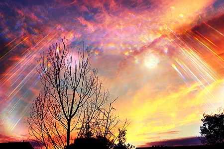 leafless tree during golden hour thumbnail