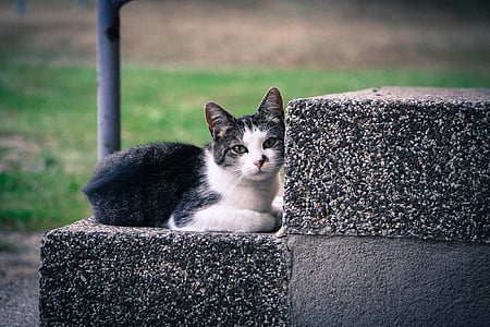 black and white cat lying down on stairs thumbnail