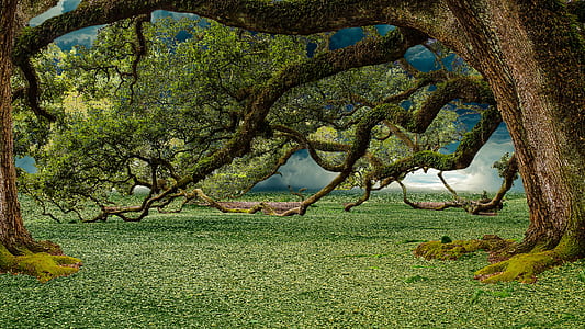 green trees digital wallpaper thumbnail