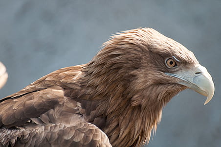 close up photo of brown eagle thumbnail