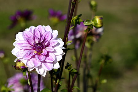 purple Dahlia flower macro photography thumbnail