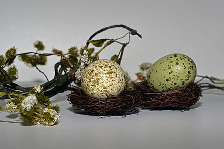 selective focus photo of two eggs on nest thumbnail