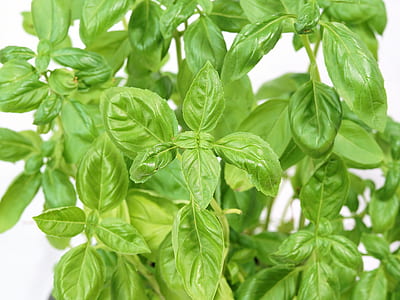 parsley thumbnail