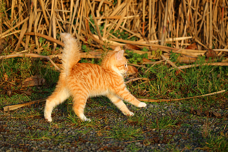 orange kitten playing outdoors thumbnail