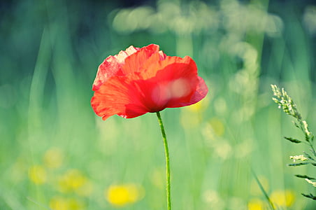 closeup photo of red poppy flower thumbnail