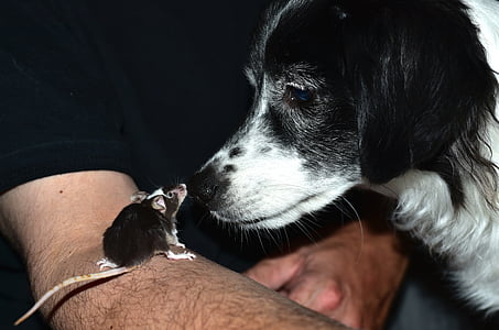 black rodent on person's arm in front of adult border collie thumbnail