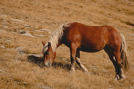brown horse eating grass thumbnail
