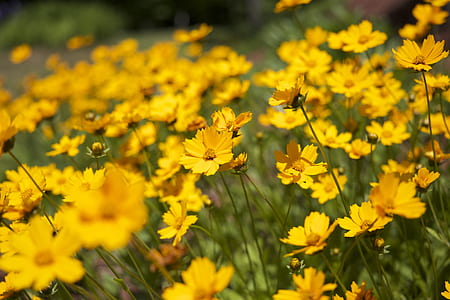 nature, flowers, summer, meadow thumbnail