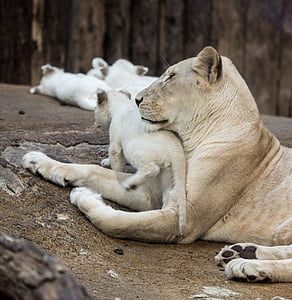 lion with cubs prone lying on gray flat rock thumbnail