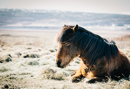 horse laying on grasses thumbnail