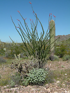 Organ Pipe thumbnail