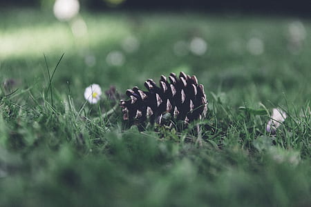 brown acorn on grass thumbnail