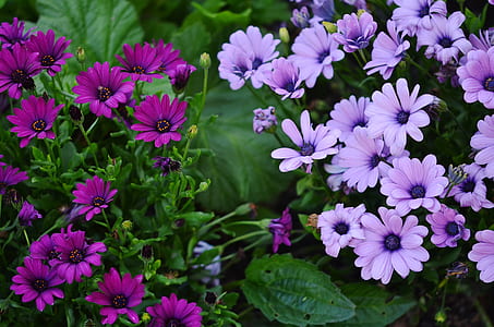 purple daisies in bloom thumbnail