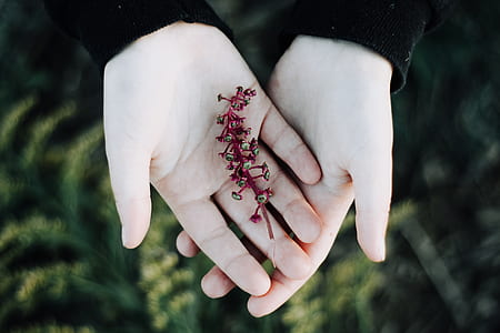 shallow focus photography of person holding red flower thumbnail