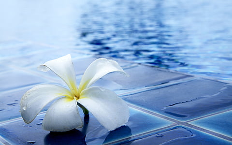 white plumeria flower on pool side thumbnail