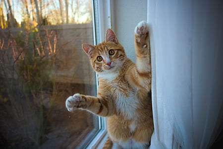 orange tabby cat on a window ledge thumbnail