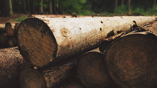 selective photo of a pile logs thumbnail