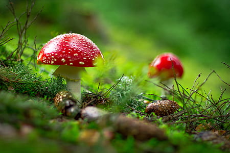wild mushroom on green grass field thumbnail