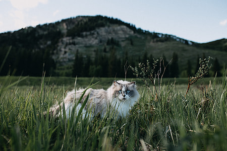 House Cat Gone Wild thumbnail