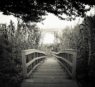 bridge beside tree and body of water thumbnail