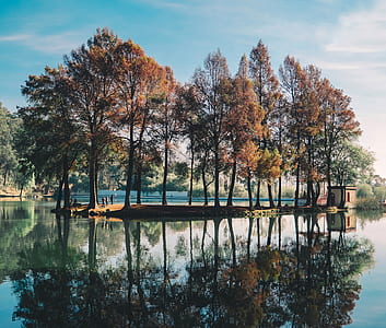 brown trees thumbnail