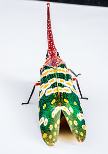 Canthigaster Cicada, Fulgoromorpha thumbnail
