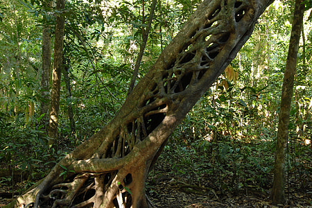 brown tree trunk surrounded by green leafed trees at daytim thumbnail