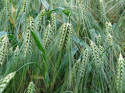 green wheat thumbnail