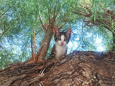 brown tabby kitten near tree thumbnail