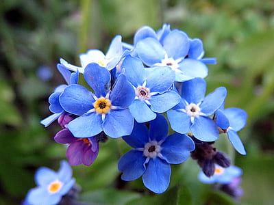 blue flowers in shallow focus photography thumbnail