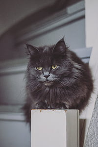 long-furred gray cat on white post thumbnail
