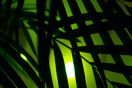 silhouette of linear leaves thumbnail
