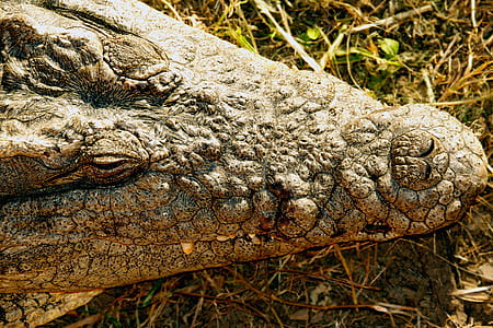 sleeping alligator thumbnail