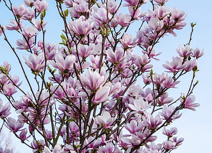 pink magnolia flowers on focus photo thumbnail
