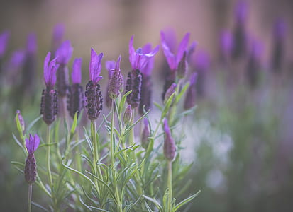 closeup photo of purple petaled flowers thumbnail