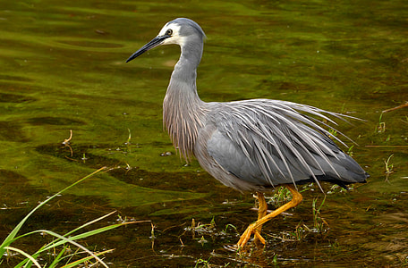 The white-faced heron - Egretta novaehollandiae thumbnail