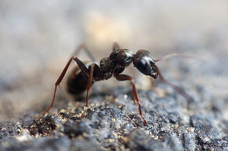 selective focus photography of carpenter ant on black soil thumbnail